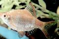   серебристый Аквариумные Рыбки Барбус суматранский / Barbus tetrazona. Puntius tetrazona Фото