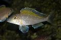   Silver Aquarium Fish Spilopterus / Xenotilapia spilopterus Photo