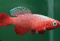   červená Akvarijné Ryby Nothobranchius fotografie