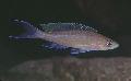   Braun Zierfische Paracyprichromis Foto