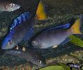   moder Akvarijske Ribice Sardine Cichlid / Cyprichromis fotografija