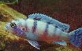   Světle Modrá Akvarijní Ryby Pseudotropheus Lombardoi fotografie