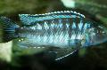   Ριγέ τα ψάρια ενυδρείου Johanni Κιχλίδες / Melanochromis johanni φωτογραφία
