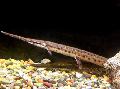   Στίγματα τα ψάρια ενυδρείου Longnose Gar / Lepisosteus osseus φωτογραφία