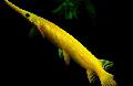   žuti Akvarij Ribe Florida Gar / Lepisosteus platyrhincus Foto