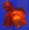 foto Goldfish descrição