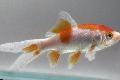   Manchado Peixes de Aquário Goldfish / Carassius auratus foto