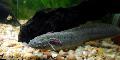 East African Lungfish