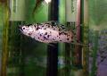   Плямистий Акваріумні Рибки Моллінезія Гостромордих / Poecilia sphenops Фото