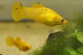   Κίτρινος τα ψάρια ενυδρείου Molly / Poecilia sphenops φωτογραφία
