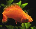   Червоний Акваріумні Рибки Моллінезія Гостромордих / Poecilia sphenops Фото