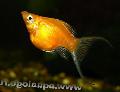   золотистый Аквариумные Рыбки Моллинезия острорылая / Poecilia sphenops Фото
