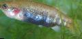 Akvaryum Balıkları Allotoca fotoğraf