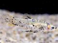   benekli Akvaryum Balıkları Girardinus fotoğraf