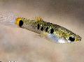   споттед Акваријумске Рибице Мицропоецилиа / Micropoecilia фотографија