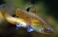   Золотистий Акваріумні Рибки Фалліхтіс / Phallichthys Фото