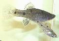   Silver Aquarium Fish Phallichthys Photo