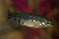   Плямистий Акваріумні Рибки Зоогенетікус / Zoogoneticus Фото