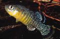   rengârenk Akvaryum Balıkları Aphanius fotoğraf
