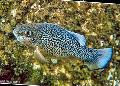   Spotted Aquarium Fish Cyprinodon Photo