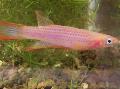   Рожевий Акваріумні Рибки Епіплатіс (Африканські Щучкі) / Epiplatys Фото