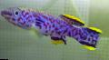   Purpurowy Ryby Akwariowe Fundulopanchax zdjęcie