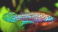 Акваріумні рибки Лептолебіас Фото
