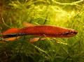   红 观赏鱼 Rivulus 照