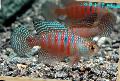   ჭრელი აკვარიუმის თევზი Simpsonichthys სურათი
