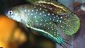   црн Акваријумске Рибице Симпсоницхтхис / Simpsonichthys фотографија