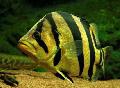   Randig Akvariefiskar Tiger Abborre / Datnioides, Coius Fil