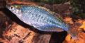   Light Blue Aquarium Fish Chilatherina Photo
