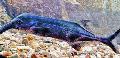   siva Slon Nos Ribe / Gnathonemus, Mormyrus fotografija