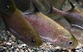   褐色 观赏鱼 Pollimyrus 照