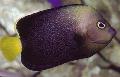   Μαύρος τα ψάρια ενυδρείου Chaetodontoplus φωτογραφία