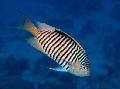   Striped Aquarium Fish Genicanthus Photo