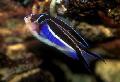   Strakatý Akvarijní Ryby Genicanthus fotografie