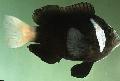   Czarny Ryby Akwariowe Amphiprion Mccullochi zdjęcie