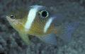   Striped Aquarium Fish Dischistodus Photo