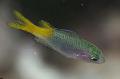   зелена Акваријумске Рибице Неопомацентрус / Neopomacentrus фотографија