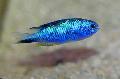   Lichtblauw Aquariumvissen Pomacentrus foto