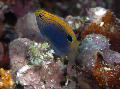   rengârenk Akvaryum Balıkları Pomacentrus fotoğraf
