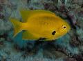   žuti Akvarij Ribe Pomacentrus Foto