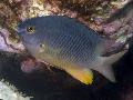   Grey Aquarium Fish Stegastes Photo