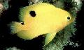   Жълт Аквариумни Риби Stegastes снимка