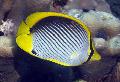 Black Mögött Butterflyfish