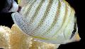 Çakıllı Butterflyfish