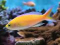   Жовтий Акваріумні Рибки Псевдоантіас / Pseudanthias Фото