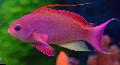   Червоний Акваріумні Рибки Псевдоантіас / Pseudanthias Фото