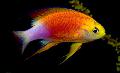   Motley Aquarium Fish Pseudanthias Photo